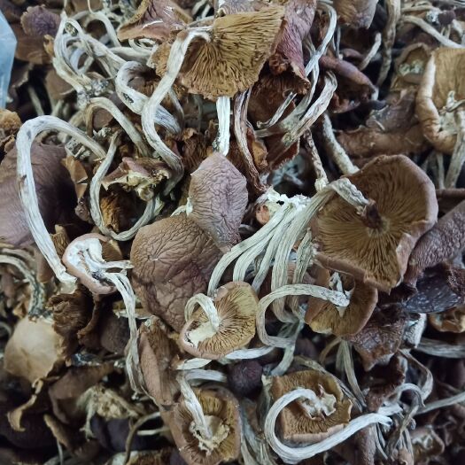 广昌县开伞5号茶树菇江西省广昌产地批发