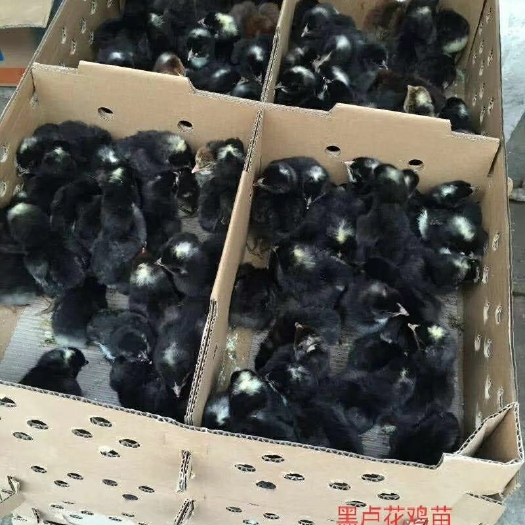 南宁 黑卢花鸡苗