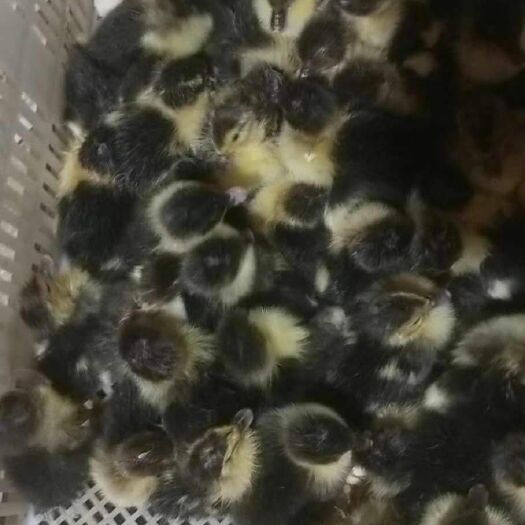 南宁 黑番鸭苗