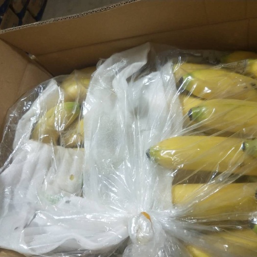 邯郸西双版纳香蕉  常年大量供应云南香蕉，高中低档都有