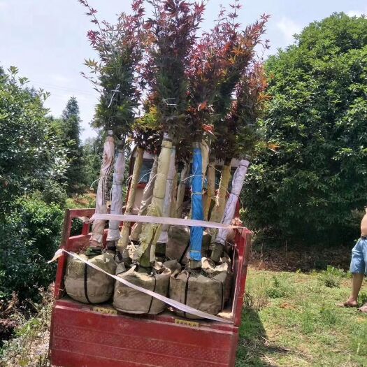 全州县三季红 袋苗，红枫