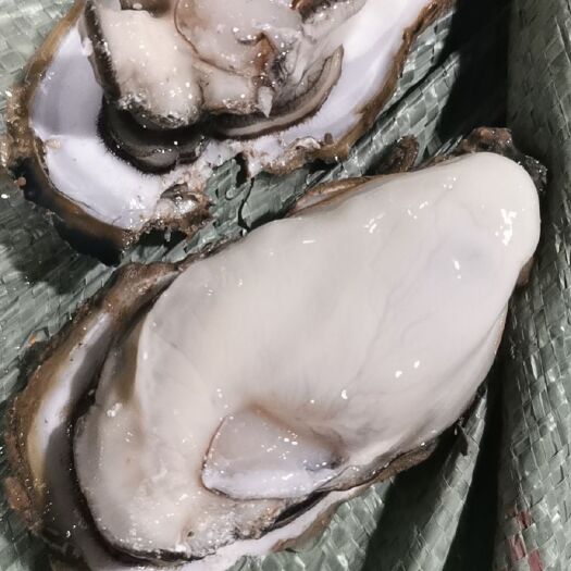 防城港生蚝 为客户解优排难是我们服务的宗旨
