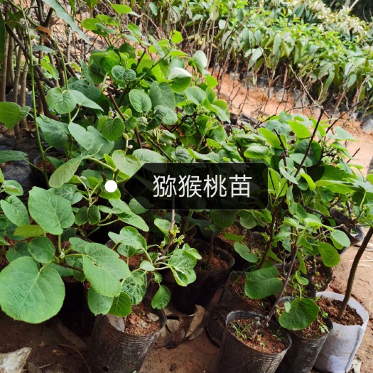 灵山县 猕猴桃苗