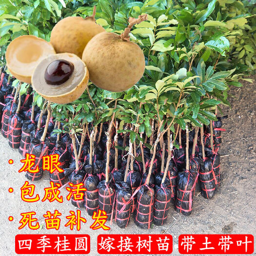 灵山县石峡龙眼苗 龙眼树苗包邮 广西发货 正宗嫁接桂圆树苗 储良 石硖龙眼