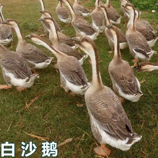 南宁 大白沙鹅苗
