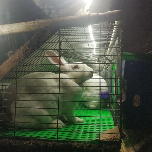 开平市伊拉兔 开平地区大量伊拉品种商品兔，肉兔出售！！