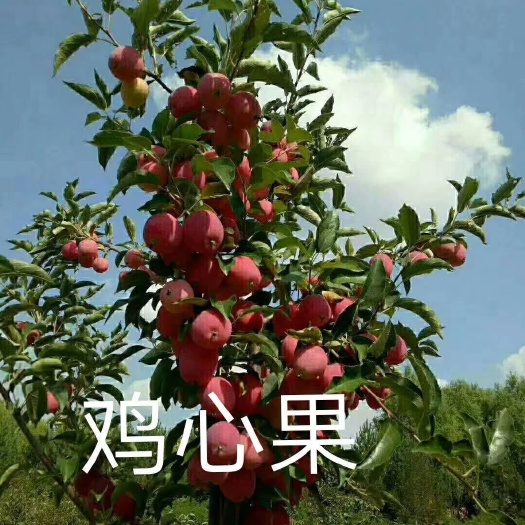 北票市鸡心果树 嫁接苗