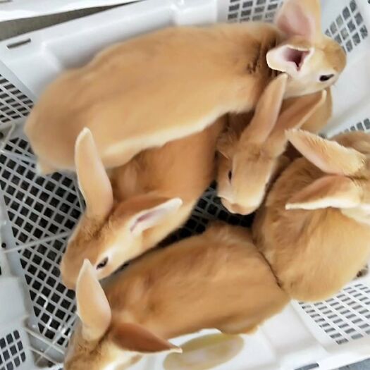 怀化肉兔 豫丰黄兔