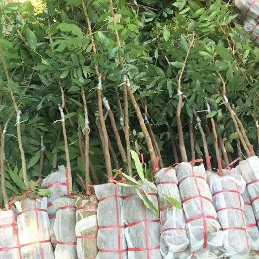 高州市普通龙眼苗 优质果苗