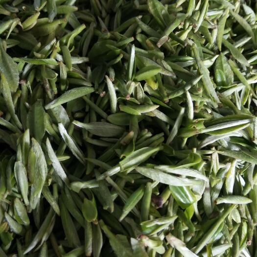 湄潭县 茶青