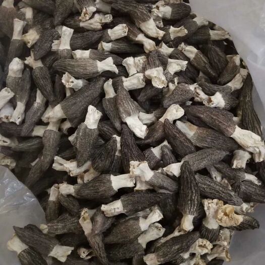 浏阳市 羊肚菌