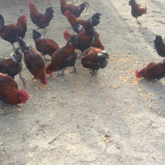 旬阳市 土鸡出售，