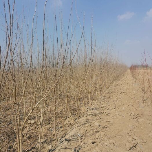 泊头市蛋白桑苗 桑树实生苗