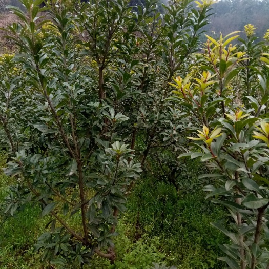 靖州县南方杨梅苗 杨梅苗免费包邮