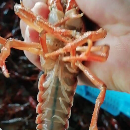 金湖县 金湖本地精品小龙虾，（9母1公）