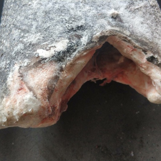 福州青甘鱼 油甘鱼