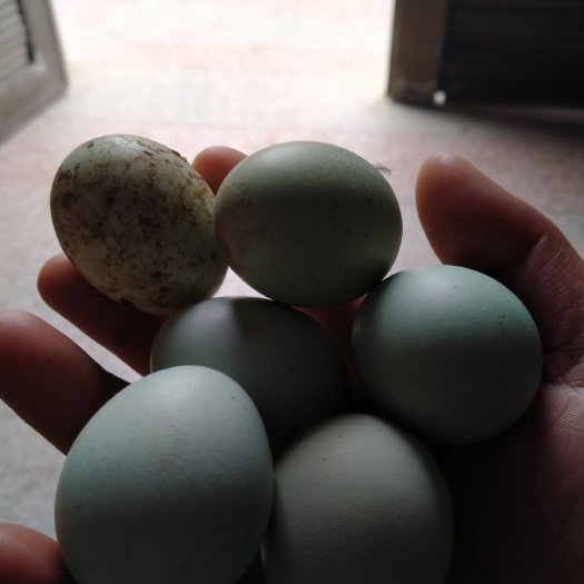 邵阳土鸡蛋 金品小绿