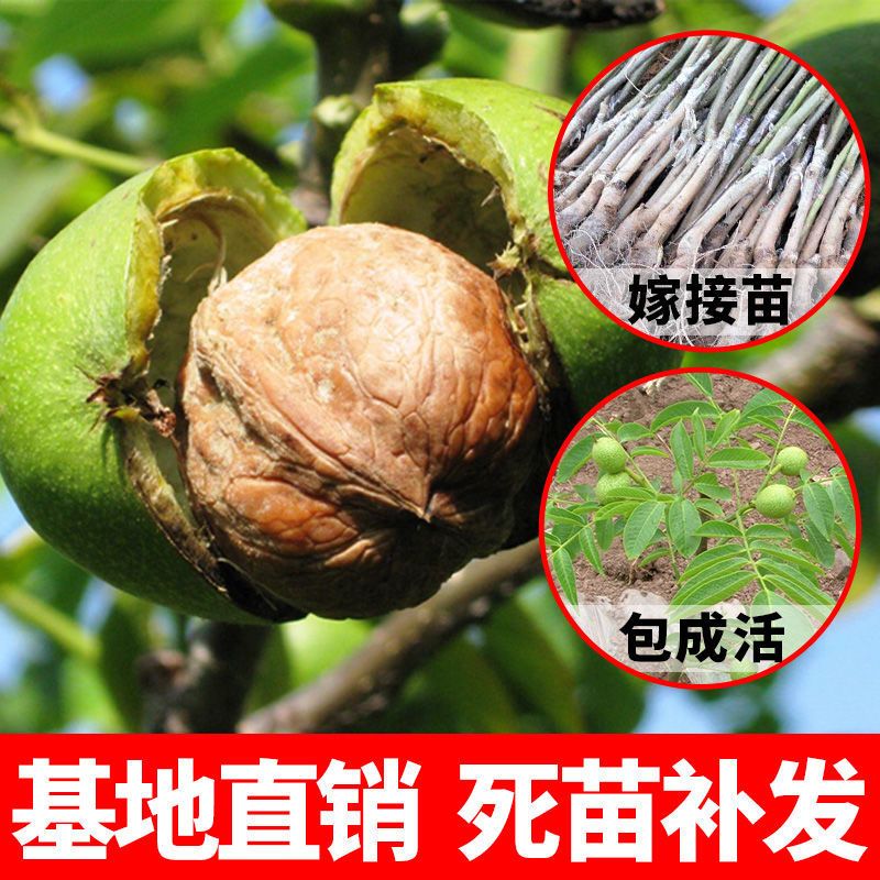  8518核桃苗 基地直销 现挖现发 包品种包成活 死苗补发