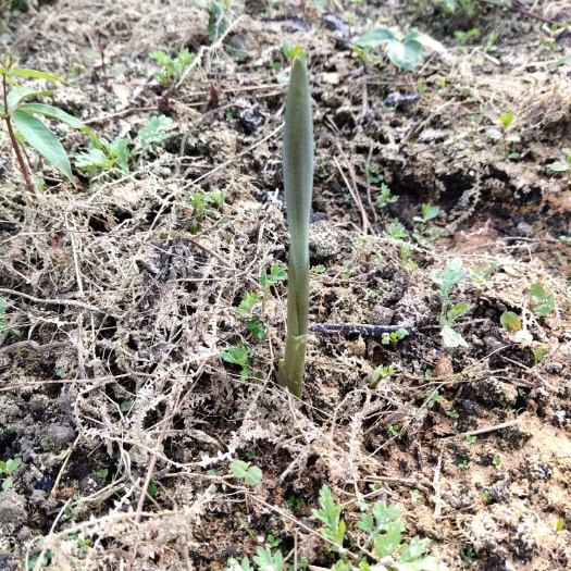 镇雄县黄精种苗 多花不倒苗黄金种苗出售