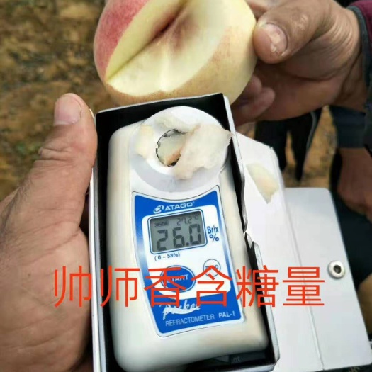 平邑县 帅师香桃苗.包品种.包成活.基地直销