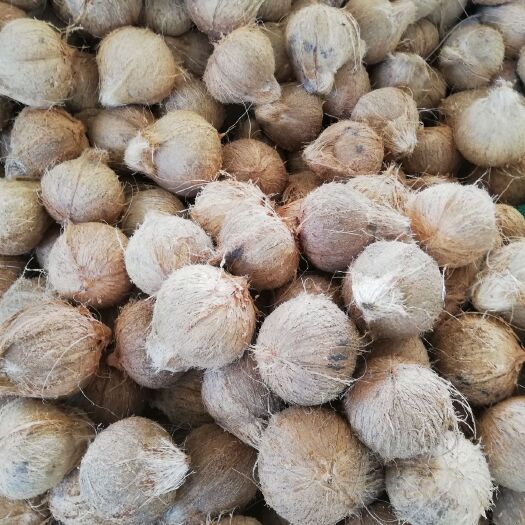 文昌市椰子  越南毛椰厂家批发，〈一年四季供货〉精品果，电商果