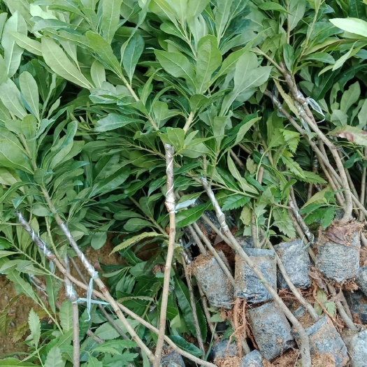 普宁市东魁杨梅树苗 正宗东魁杨梅，良种嫁接。有各种规格的苗，各种营养杯，中杯