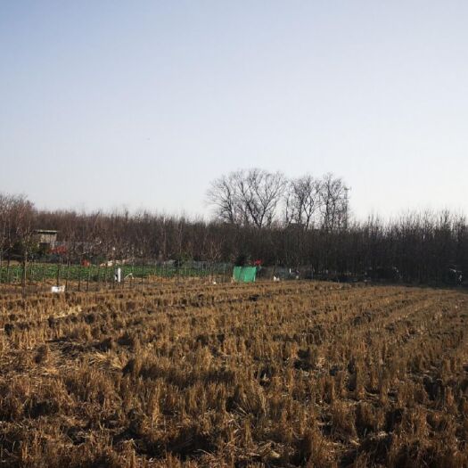 池州美国红枫 自家苗圃，一手货源，杆直，无虫害，价格优惠！