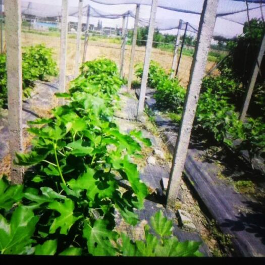 德州 防草布