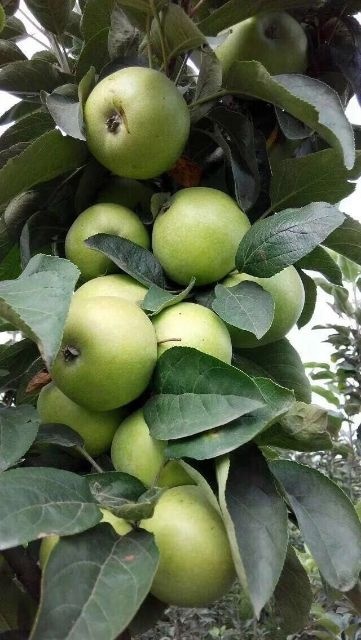 泰安柱状苹果苗 柱状苹果