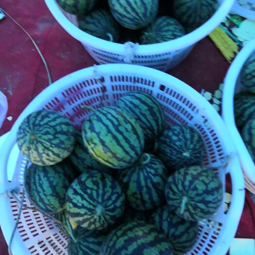 海丰县特小凤西瓜 3斤打底 9成熟 1茬 有籽