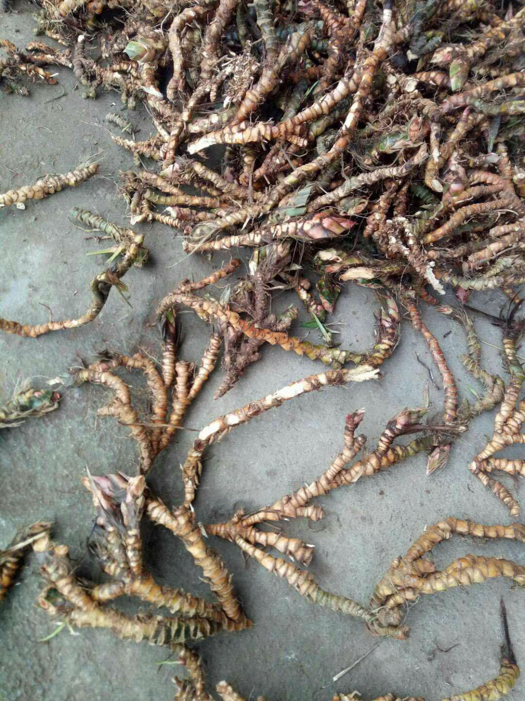 石菖蒲 中药材菖蒲