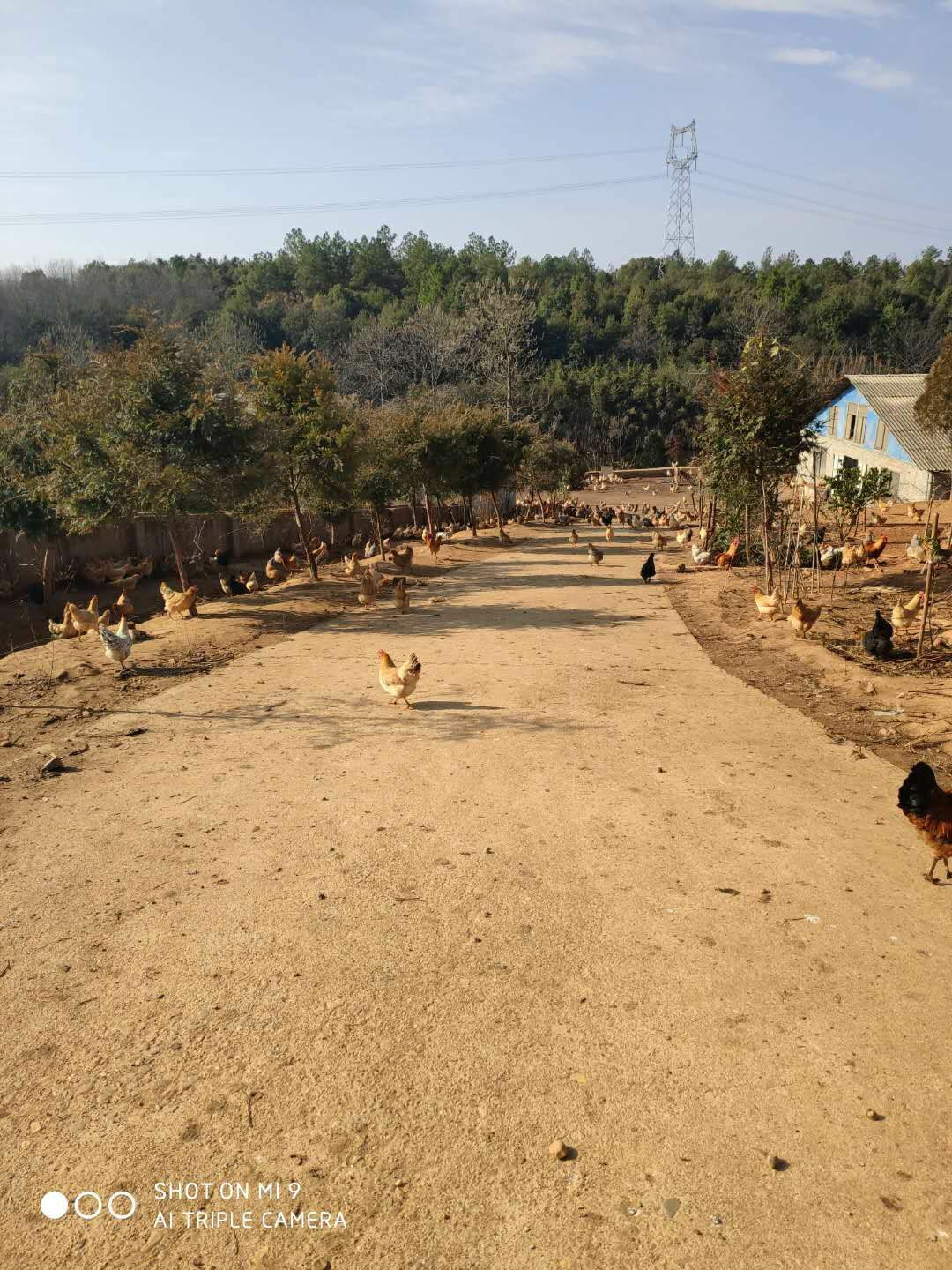  正中散养土鸡