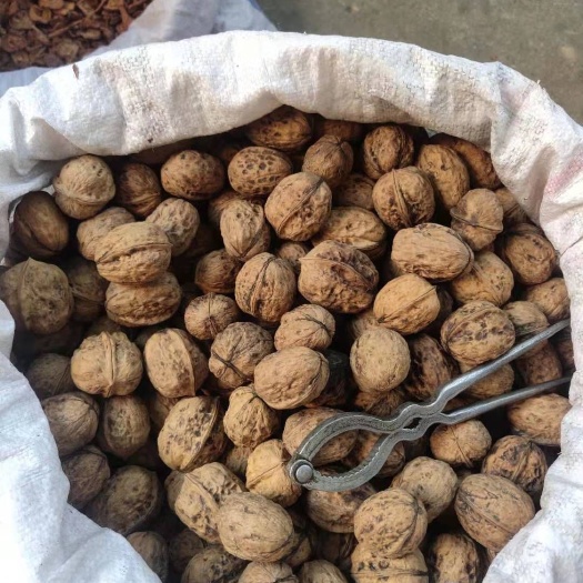 西昌市 特好核桃，可用牙咬