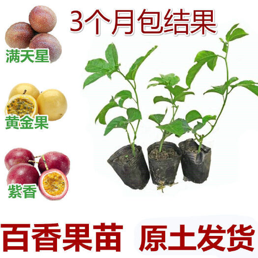 灵山县 果苗百香果苗爬藤盆栽鸡蛋果苗满天星黄金百香果树苗当年结果