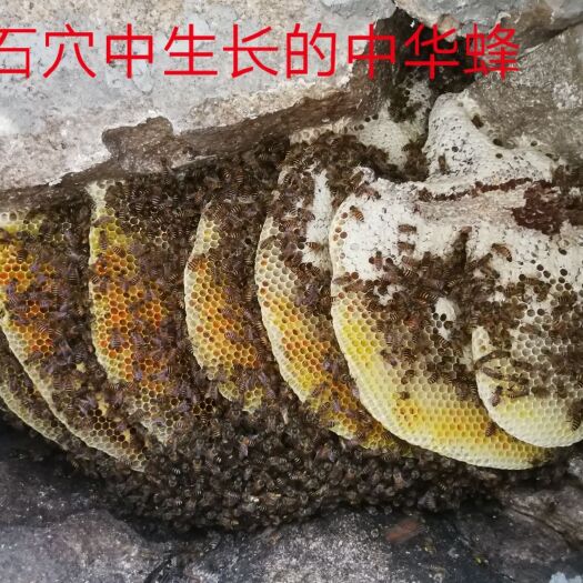 新县 天然蜂蜜天生天养，润肺，之圣品