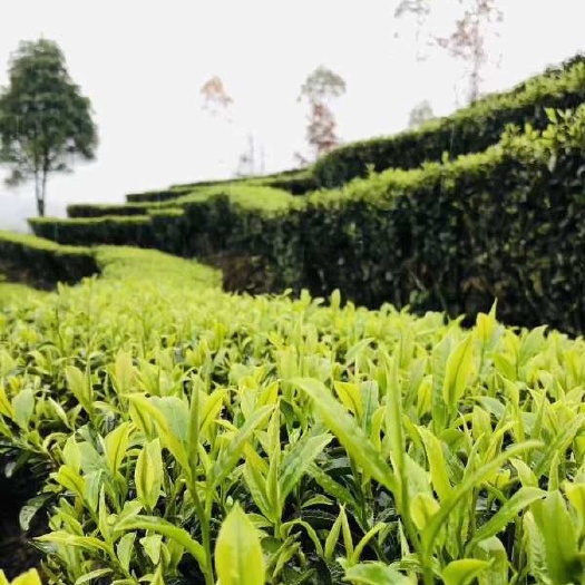 昭平县 绿茶