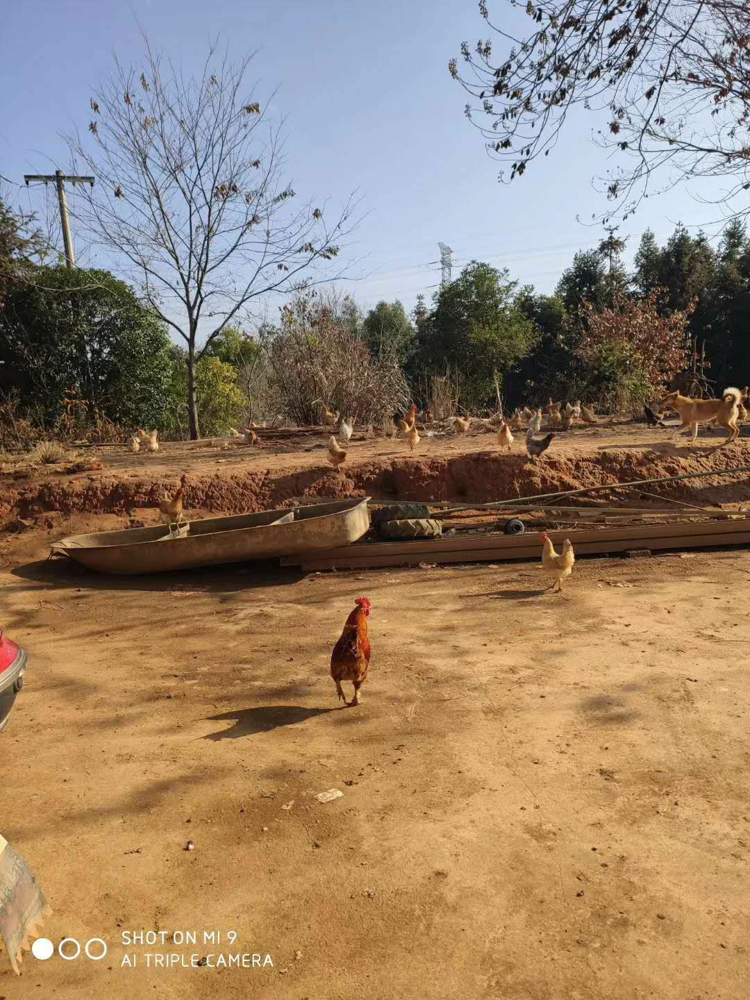  正中散养土鸡