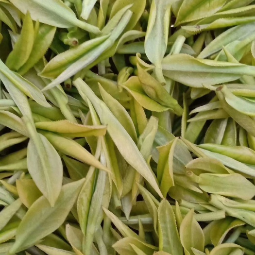 余庆县早白尖 茶好不好点进来就知晓