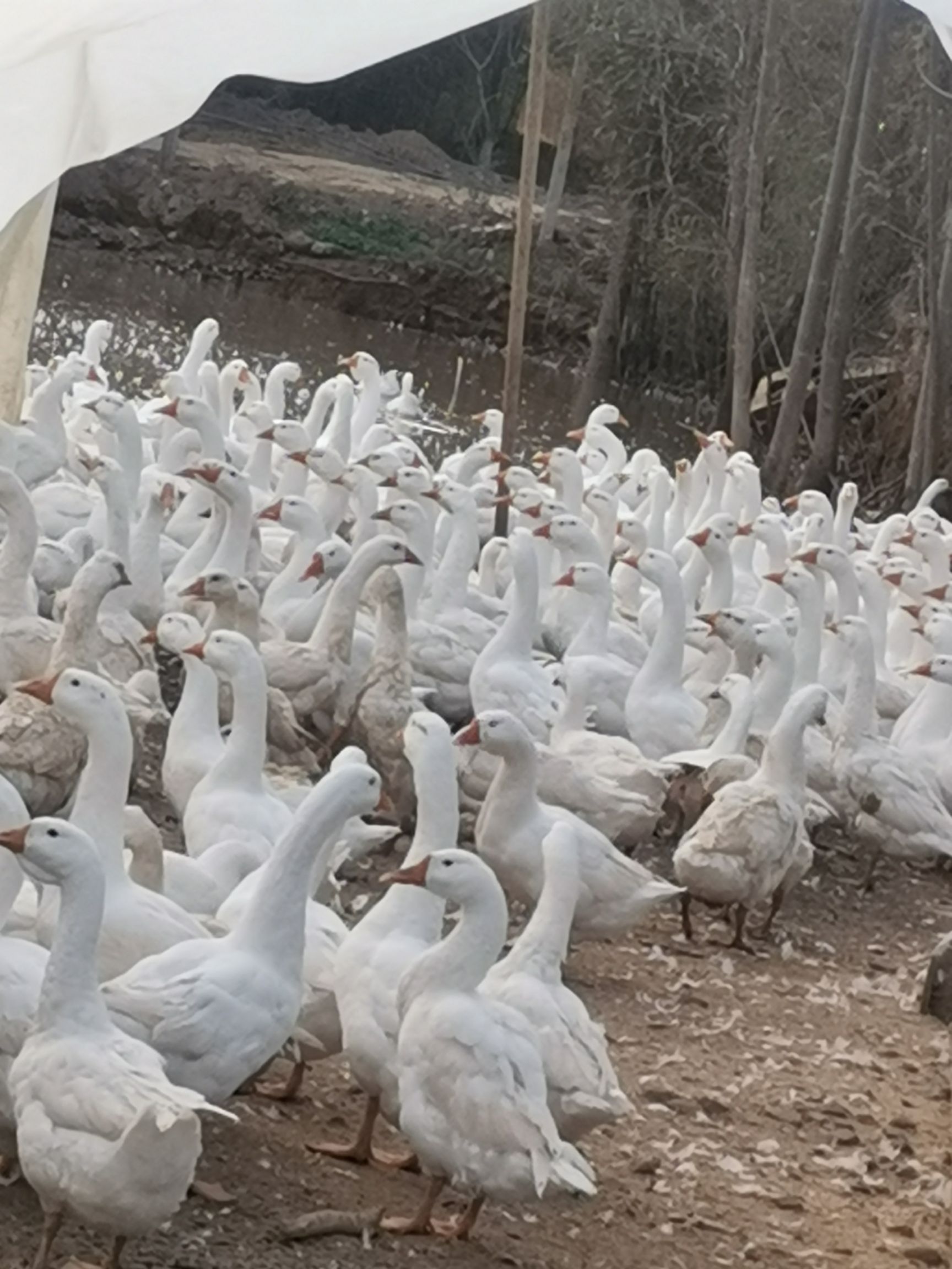 肉鹅 8-10斤 统货 半圈养半散养