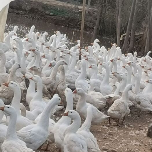 渭南肉鹅 8-10斤 统货 半圈养半散养