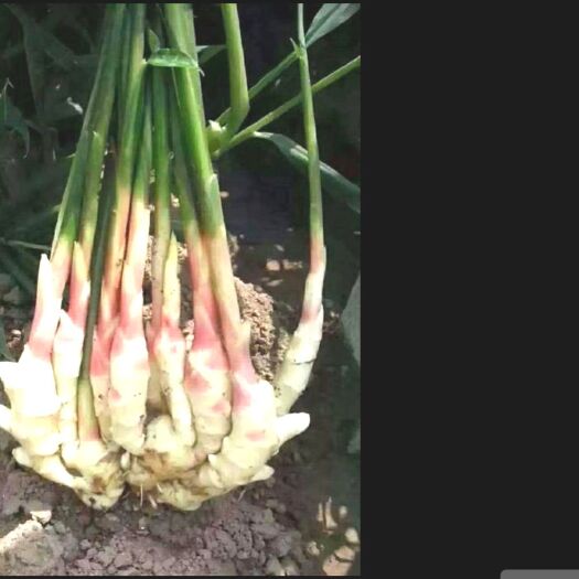三亚菜姜 姜