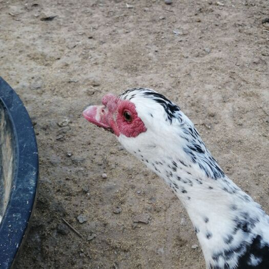 牟定县 黑火鸭养了六个月