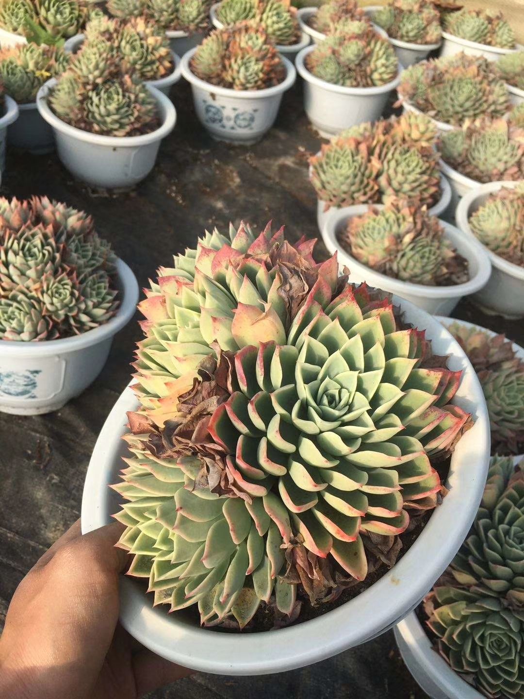 多肉组合 新时代多肉