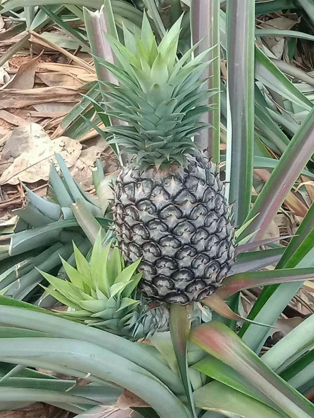  金钻凤梨十七号无眼菠萝