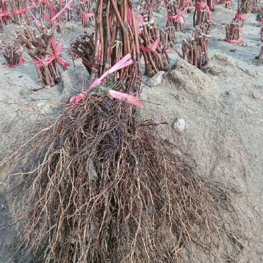 北票市蓝宝石葡萄苗