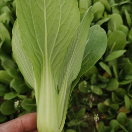 南通 精品上海青 南通万亩蔬菜基地常年供应精品油菜货源充足