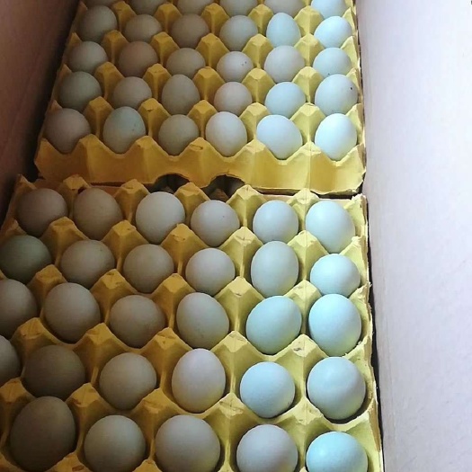 邵阳绿壳鸡蛋 精品小绿小粉