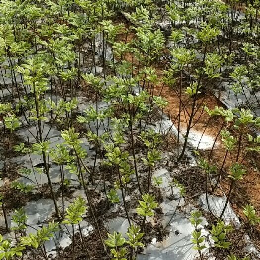 樟树市吴茱萸苗 江西正宗中花吴茱萸扦插苗