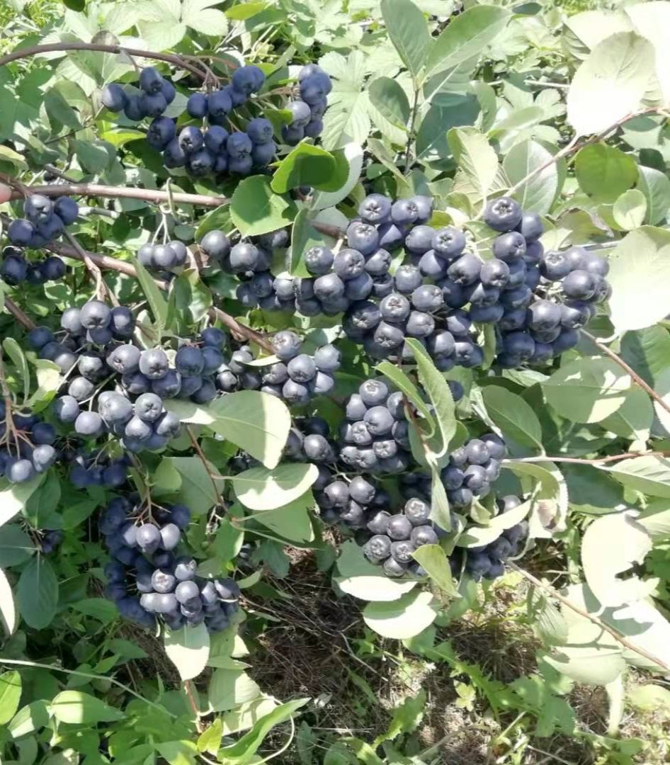 黑果花楸树苗三年苗不老莓樱莓树苗已结果树