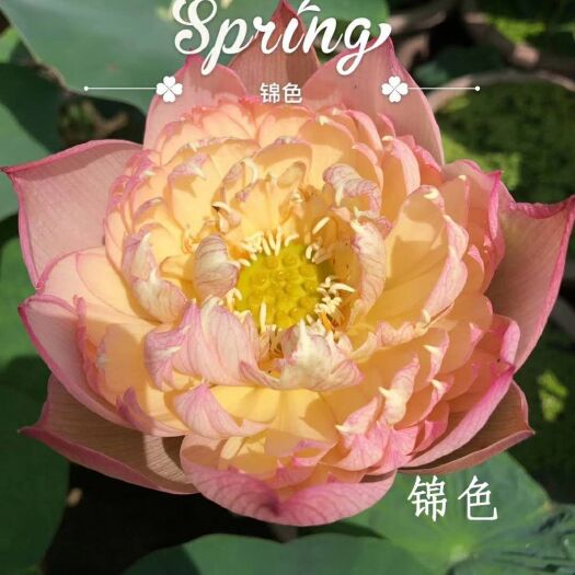 安新县荷花苗